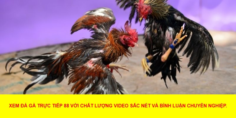Đá Gà Trực Tiếp 88 Là Gì