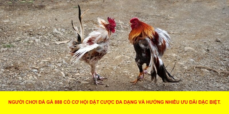 Các Hình Thức Đá Gà Nổi Bật Tại 888
