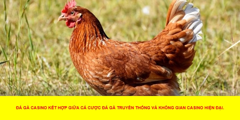 Giới Thiệu Đá Gà Casino – Thế Giới Của Những Trận Đấu Đỉnh Cao