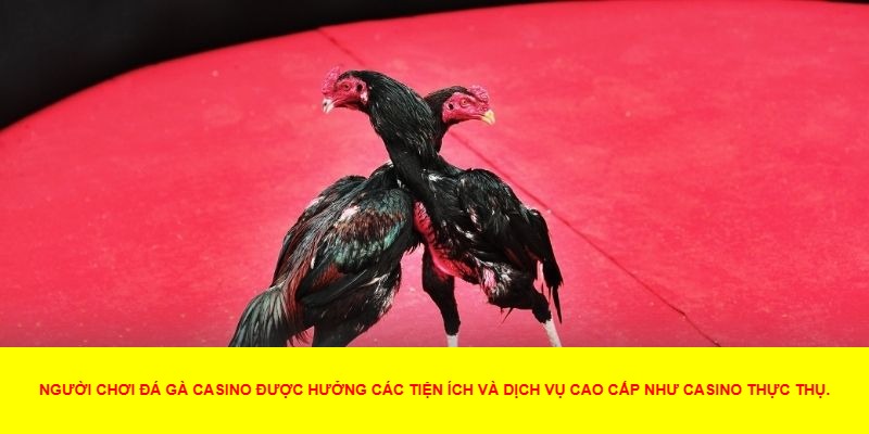 Điểm Nổi Bật Khi Tham Gia Đá Gà Casino