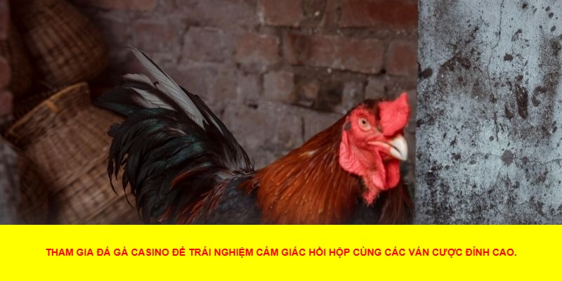 Lợi Ích Khi Tham Gia Đá Gà Casino