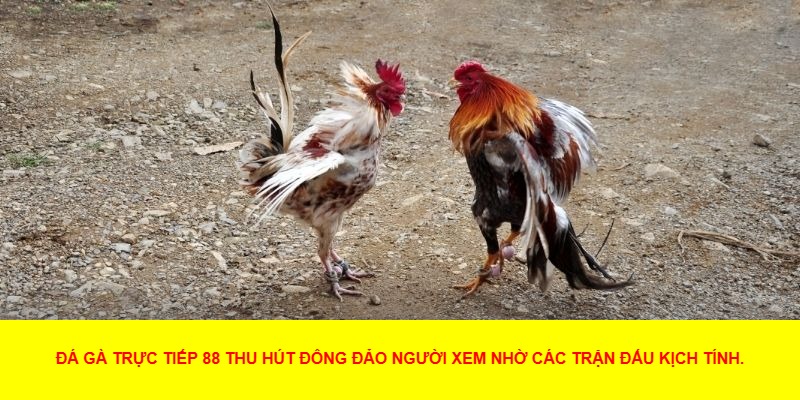 Các Thể Loại Đá Gà Trực Tiếp 88 Phổ Biến