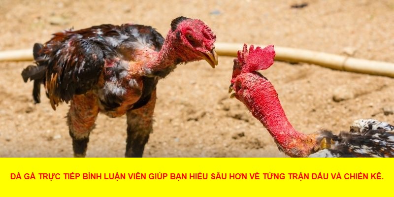 Giới Thiệu Về Đá Gà Trực Tiếp Bình Luận Viên