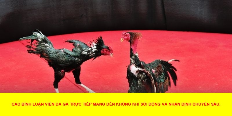 Những Lợi Thế Của Đá Gà Trực Tiếp Bình Luận Viên