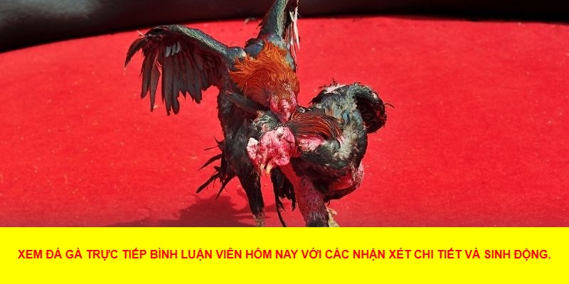 Đá Gà Trực Tiếp Bình Luận Viên Hôm Nay Có Gì Đặc Sắc