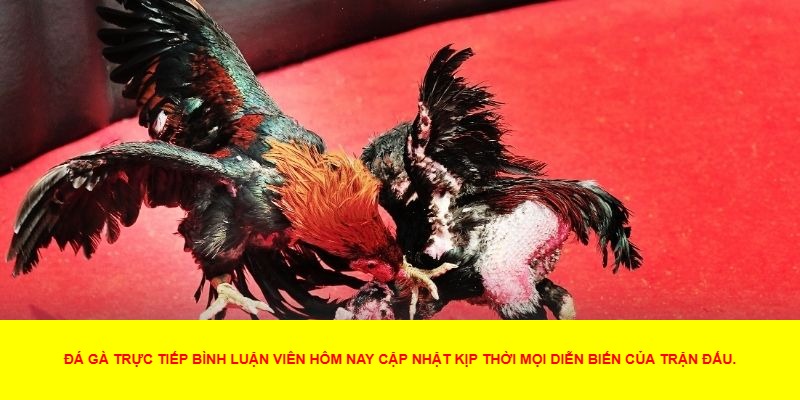 Vai Trò Quan Trọng Của Bình Luận Viên Trong Đá Gà Trực Tiếp