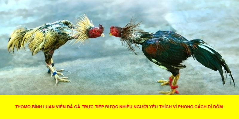 Giới Thiệu Về Đá Gà Trực Tiếp Thomo Bình Luận Viên
