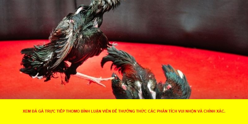 Lý Do Đá Gà Trực Tiếp Thomo Bình Luận Viên Được Yêu Thích
