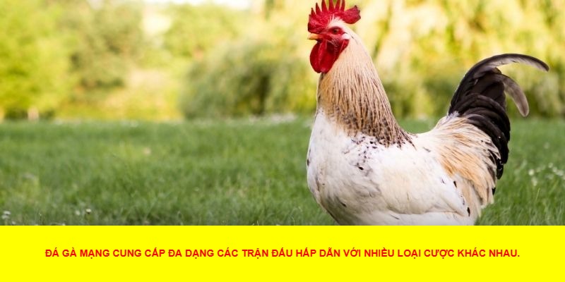 Lý Do Đá Gà Mạng Thu Hút Người Chơi