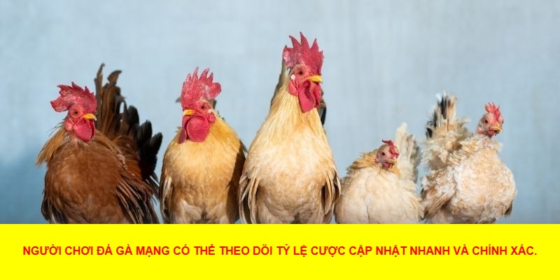 Các Mẹo Cá Cược Khi Chơi Đá Gà Mạng