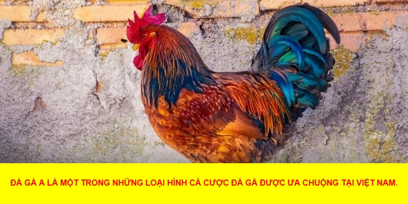 Giới Thiệu Về Đá Gà A