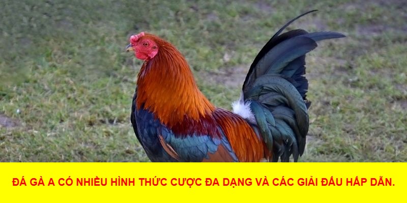 Cách Tham Gia Đá Gà A