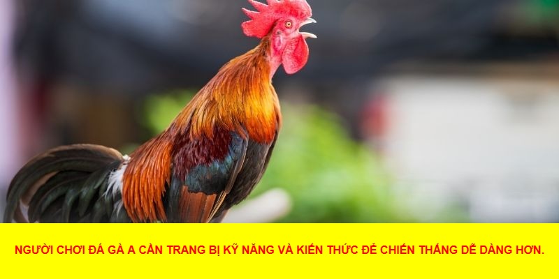 Tại Sao Đá Gà A Lại Được Yêu Thích?