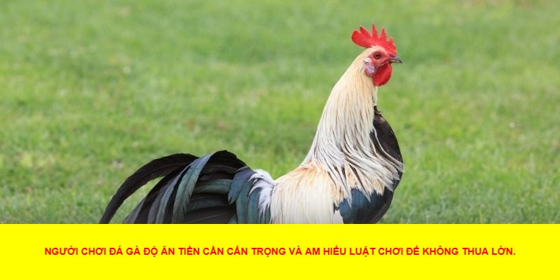 Đá Gà Độ Ăn Tiền Là Gì?
