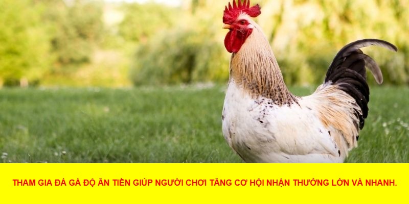 Lý Do Đá Gà Độ Ăn Tiền Thu Hút Người Chơi