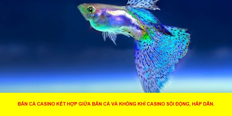 Giới Thiệu Về Bắn Cá Casino