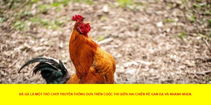 Đá Gà Là Gì? Tìm Hiểu Về Môn Thể Thao Truyền Thống