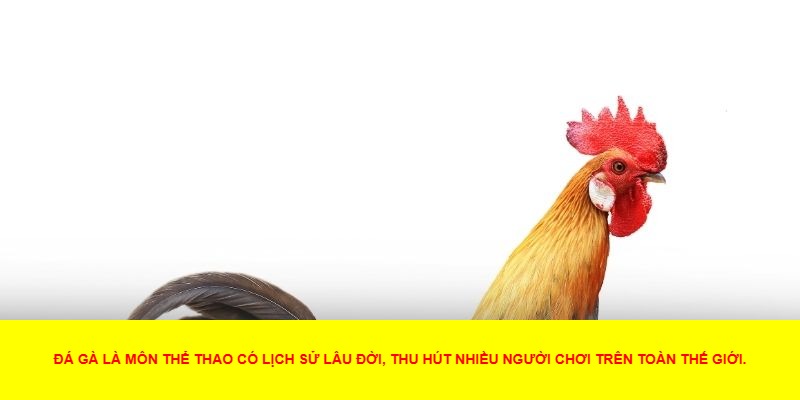 Cách Chơi Đá Gà: Quy Tắc Và Các Loại Cá Cược