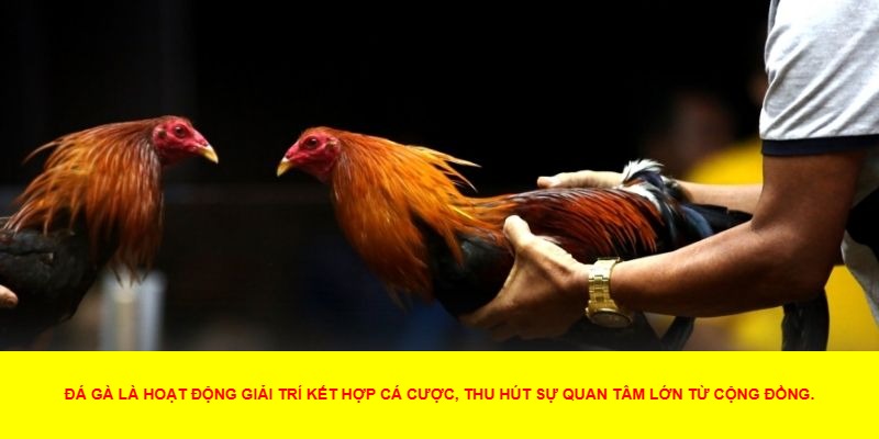 Những Lợi Ích Của Đá Gà