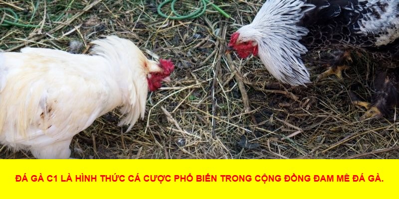Giới Thiệu Chung Về Đá Gà C1