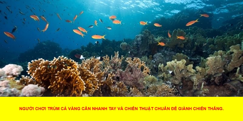 Những Điểm Nổi Bật Của Trùm Cá Vàng