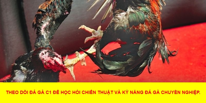 Những Điểm Nổi Bật Tạo Nên Sức Hấp Dẫn Của Đá Gà C1