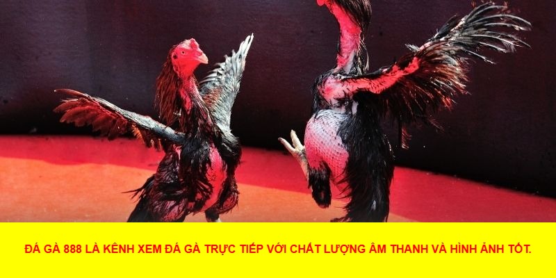 Giới Thiệu Về Đá Gà 888